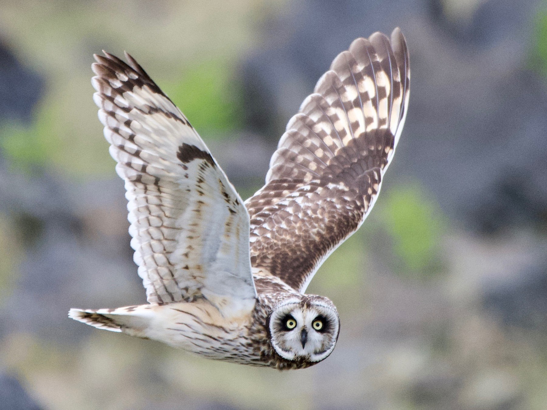 short eared owl image